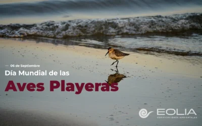 6 de septiembre – Día Mundial de las Aves Playeras