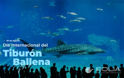 30 de agosto – Día Internacional del Tiburón Ballena