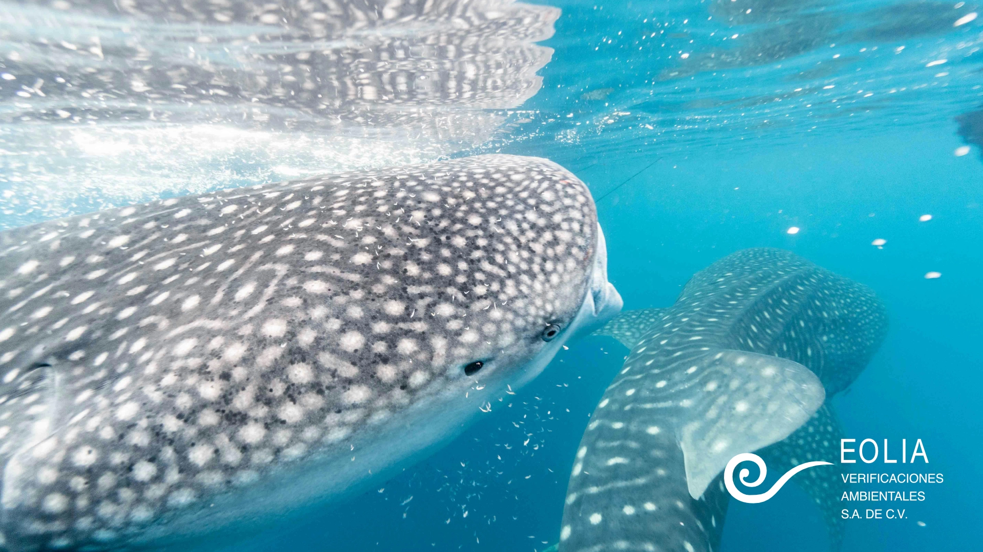 30 de agosto - Día Internacional del Tiburón Ballena - 03