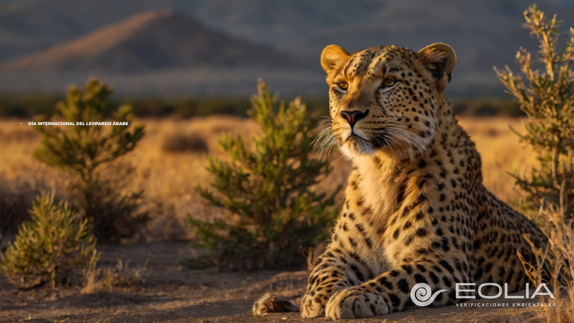 10 de febrero - Día Internacional del Leopardo Árabe - 02